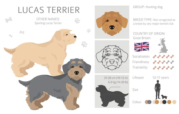 Lucas Terrier Clipart Different Coat Colors Set Vector Illustration — Stock Vector