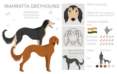Mahratta Tazı Klanı. Tüm ceket renkleri ayarlandı. Bütün köpekler karakteristik bilgileri çoğaltır. Vektör illüstrasyonu