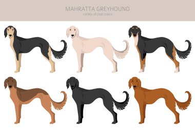 Mahratta Tazı Klanı. Tüm ceket renkleri ayarlandı. Bütün köpekler karakteristik bilgileri çoğaltır. Vektör illüstrasyonu