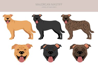 Binbaşı Mastiff Clipart. Tüm ceket renkleri ayarlandı. Bütün köpekler karakteristik bilgileri çoğaltır. Vektör illüstrasyonu