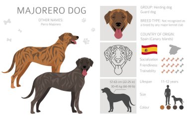 Majorero Köpek Yarışması. Tüm ceket renkleri ayarlandı. Bütün köpekler karakteristik bilgileri çoğaltır. Vektör illüstrasyonu