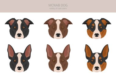 McNab köpek klipsi. Tüm ceket renkleri ayarlandı. Bütün köpekler karakteristik bilgileri çoğaltır. Vektör illüstrasyonu