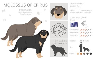 Epirus 'un Molossus' u. Tüm ceket renkleri ayarlandı. Bütün köpekler karakteristik bilgileri çoğaltır. Vektör illüstrasyonu