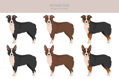 McNab köpek klipsi. Tüm ceket renkleri ayarlandı. Bütün köpekler karakteristik bilgileri çoğaltır. Vektör illüstrasyonu