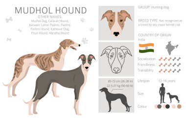 Mudhol av köpeği kırpması. Tüm ceket renkleri ayarlandı. ; Bütün köpekler karakteristik bilgileri çoğaltır. Vektör illüstrasyonu