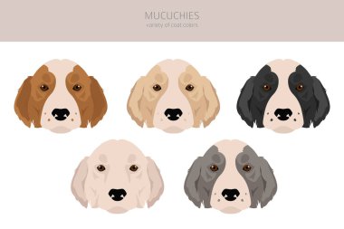 Mucuchies clipart. Tüm ceket renkleri ayarlandı. ; Bütün köpekler karakteristik bilgileri çoğaltır. Vektör illüstrasyonu