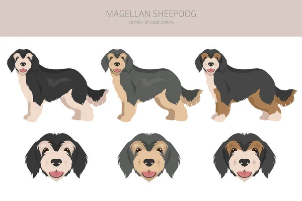 マゼラン シープドッグの飛び地だ すべてのコートの色セット すべての犬は特徴的なインフォグラフィックを繁殖させます ベクターイラスト — ストックベクタ
