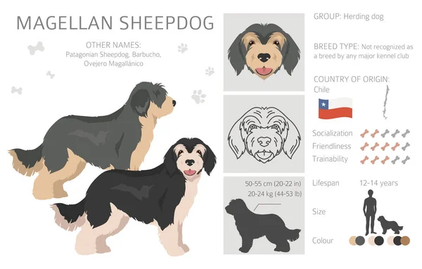 Magellan Sheepdog Clipart Alla Pälsfärger Inställda Alla Hund Raser Egenskaper — Stock vektor