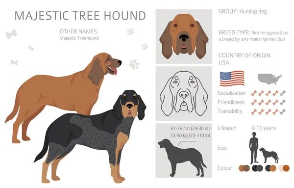 Majestic Tree Hound Clipart All Coat Colors Set All Dog — Stock Vector