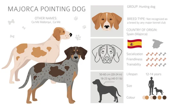 Mallorca Pointing Dog Cliparts Alle Fellfarben Eingestellt Alle Hunderassen Merkmale — Stockvektor