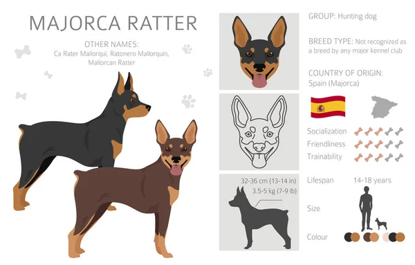 マヨルカ ラッター すべてのコートの色セット すべての犬は特徴的なインフォグラフィックを繁殖させます ベクターイラスト — ストックベクタ