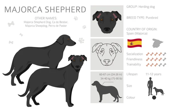 马约卡牧羊犬群所有的外套颜色都设置好了 所有的狗都有信息特征 矢量说明 — 图库矢量图片