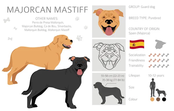 マヨルカン マスティフ クリッパート すべてのコートの色セット すべての犬は特徴的なインフォグラフィックを繁殖させます ベクターイラスト — ストックベクタ