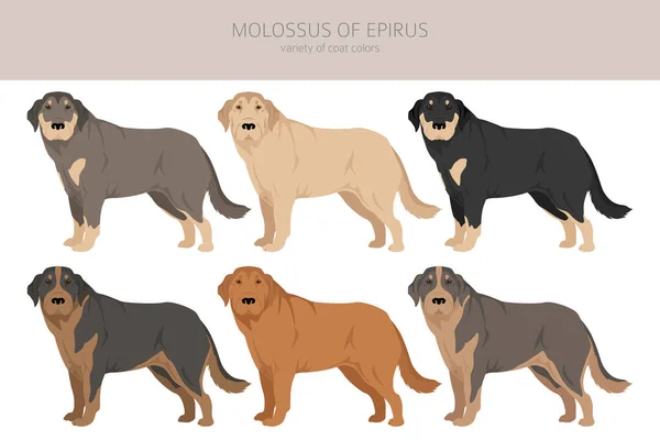 伊庇鲁斯山崖的Molossus所有的外套颜色都设置好了 所有的狗都有信息特征 矢量说明 — 图库矢量图片