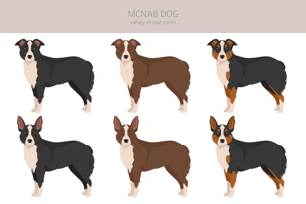 Mcnab Dog Clipart Alle Fellfarben Eingestellt Alle Hunderassen Merkmale Infografik — Stockvektor