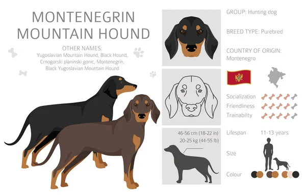 Montenegron Vuoristokoiran Kliitti Kaikki Turkin Värit Asetettu Kaikki Koirarodut Ominaisuudet — vektorikuva