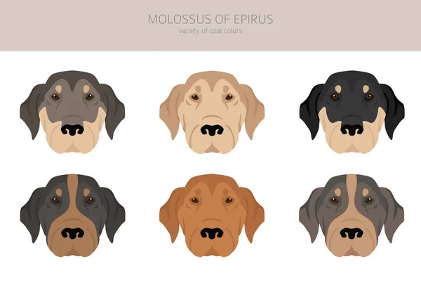 伊庇鲁斯山崖的Molossus所有的外套颜色都设置好了 所有的狗都有信息特征 矢量说明 — 图库矢量图片