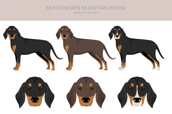 Montenegrinischer Gebirgsjäger Clip Alle Fellfarben Eingestellt Alle Hunderassen Merkmale Infografik — Stockvektor