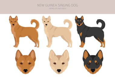 Yeni Gine şarkı söyleyen köpek grubu. Tüm ceket renkleri ayarlandı. ; Bütün köpekler karakteristik bilgileri çoğaltır. Vektör illüstrasyonu