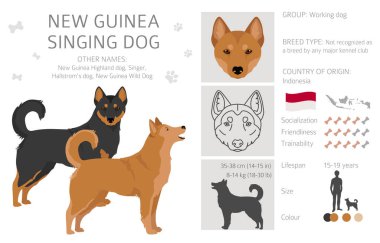 Yeni Gine şarkı söyleyen köpek grubu. Tüm ceket renkleri ayarlandı. ; Bütün köpekler karakteristik bilgileri çoğaltır. Vektör illüstrasyonu