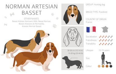 Norman Artesian Basset klibi. Tüm ceket renkleri ayarlandı. ; Bütün köpekler karakteristik bilgileri çoğaltır. Vektör illüstrasyonu