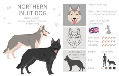 Kuzey Eskimo köpek tırnağı. Tüm ceket renkleri ayarlandı. ; Bütün köpekler karakteristik bilgileri çoğaltır. Vektör illüstrasyonu