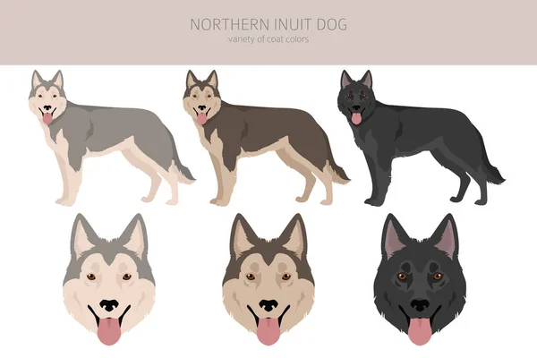 Kuzey Eskimo Köpek Tırnağı Tüm Ceket Renkleri Ayarlandı Bütün Köpekler — Stok Vektör