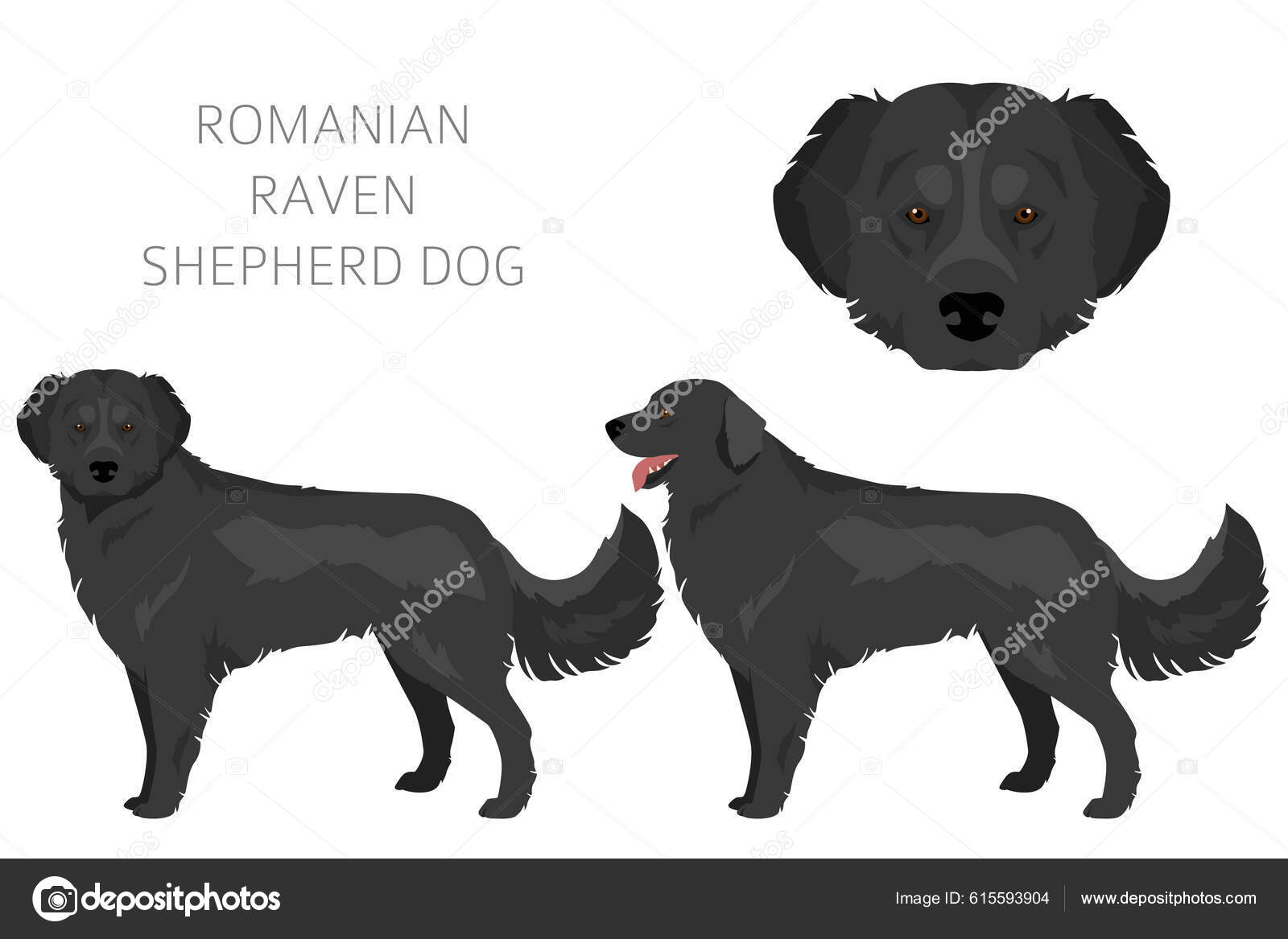 Romanian Raven Shepherd Dog Clipart All Coat Colors Set All Stock