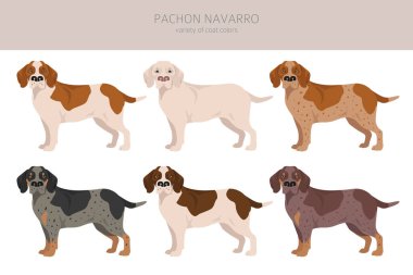 Pachon Navarro klipsi. Tüm ceket renkleri ayarlandı. Bütün köpekler karakteristik bilgileri çoğaltır. Vektör illüstrasyonu