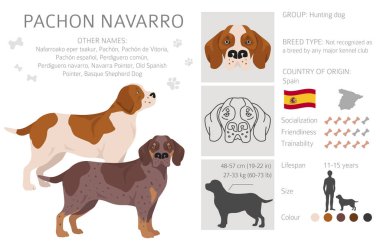 Pachon Navarro klipsi. Tüm ceket renkleri ayarlandı. Bütün köpekler karakteristik bilgileri çoğaltır. Vektör illüstrasyonu