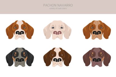 Pachon Navarro klipsi. Tüm ceket renkleri ayarlandı. Bütün köpekler karakteristik bilgileri çoğaltır. Vektör illüstrasyonu