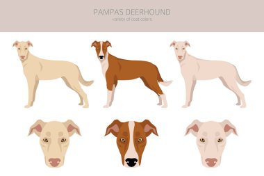 Pampas Deerhound kırpması. Tüm ceket renkleri ayarlandı. Bütün köpekler karakteristik bilgileri çoğaltır. Vektör illüstrasyonu