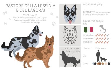 Pastore della Lessinia e del Lagorai clipart. Tüm ceket renkleri ayarlandı. Bütün köpekler karakteristik bilgileri çoğaltır. Vektör illüstrasyonu