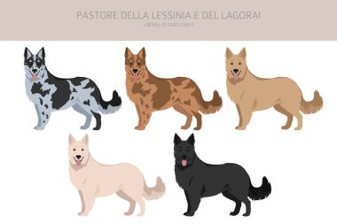 Pastore della Lessinia e del Lagorai clipart. Tüm ceket renkleri ayarlandı. Bütün köpekler karakteristik bilgileri çoğaltır. Vektör illüstrasyonu