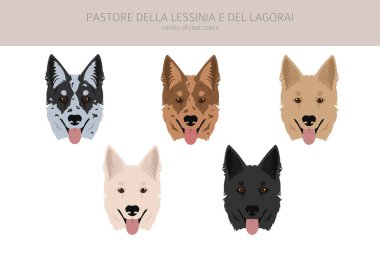 Pastore della Lessinia e del Lagorai clipart. Tüm ceket renkleri ayarlandı. Bütün köpekler karakteristik bilgileri çoğaltır. Vektör illüstrasyonu