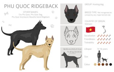 Phu Quoc Ridgeback tırmanışı. Tüm ceket renkleri ayarlandı. Bütün köpekler karakteristik bilgileri çoğaltır. Vektör illüstrasyonu