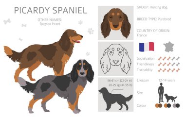 Picardy Spaniel tırmanışı. Tüm ceket renkleri ayarlandı. Bütün köpekler karakteristik bilgileri çoğaltır. Vektör illüstrasyonu