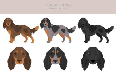 Picardy Spaniel tırmanışı. Tüm ceket renkleri ayarlandı. Bütün köpekler karakteristik bilgileri çoğaltır. Vektör illüstrasyonu