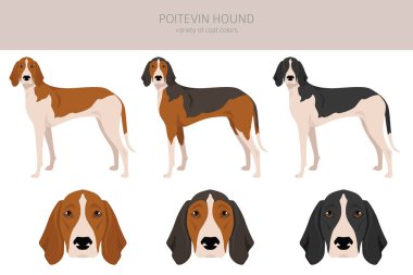 Poitevin Tazı Clipart. Tüm ceket renkleri ayarlandı. Bütün köpekler karakteristik bilgileri çoğaltır. Vektör illüstrasyonu