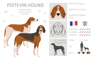 Poitevin Tazı Clipart. Tüm ceket renkleri ayarlandı. Bütün köpekler karakteristik bilgileri çoğaltır. Vektör illüstrasyonu