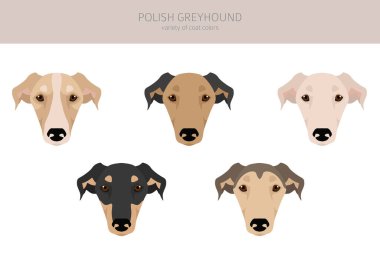 Polonyalı Greyhound Clipart. Tüm ceket renkleri ayarlandı. Bütün köpekler karakteristik bilgileri çoğaltır. Vektör illüstrasyonu