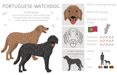 Portuguese Watchdog clipart. All coat colors set.  All dog breeds characteristics infographic. Vector illustration clipart