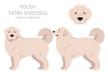 Polonya Tatra Çoban Köpeği klipsi. Tüm ceket renkleri ayarlandı. Bütün köpekler karakteristik bilgileri çoğaltır. Vektör illüstrasyonu