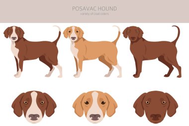 Posavac av köpeği kırpması. Tüm ceket renkleri ayarlandı. Bütün köpekler karakteristik bilgileri çoğaltır. Vektör illüstrasyonu