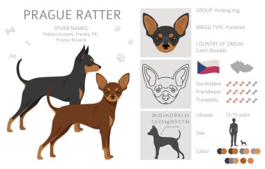 Prag Ratter kırpması. Tüm ceket renkleri ayarlandı. Bütün köpekler karakteristik bilgileri çoğaltır. Vektör illüstrasyonu