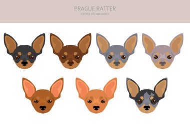 Prag Ratter kırpması. Tüm ceket renkleri ayarlandı. Bütün köpekler karakteristik bilgileri çoğaltır. Vektör illüstrasyonu