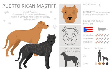 Porto Riko Mastiff klibi. Tüm ceket renkleri ayarlandı. Bütün köpekler karakteristik bilgileri çoğaltır. Vektör illüstrasyonu
