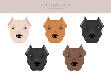 Porto Riko Mastiff klibi. Tüm ceket renkleri ayarlandı. Bütün köpekler karakteristik bilgileri çoğaltır. Vektör illüstrasyonu