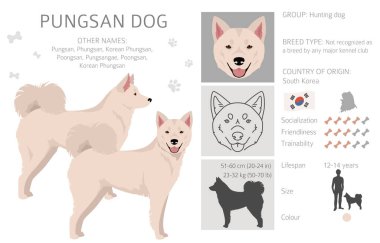 Pungsan köpek klipsi. Tüm ceket renkleri ayarlandı. Bütün köpekler karakteristik bilgileri çoğaltır. Vektör illüstrasyonu