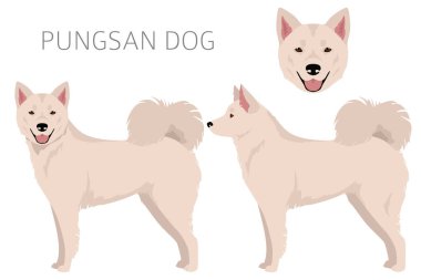 Pungsan köpek klipsi. Tüm ceket renkleri ayarlandı. Bütün köpekler karakteristik bilgileri çoğaltır. Vektör illüstrasyonu